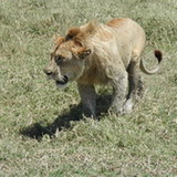 Ngorongoro - Young male lion